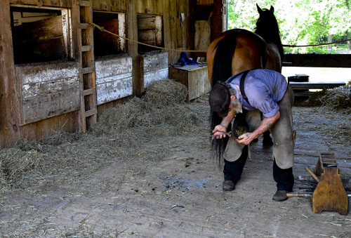 shoeing a horse